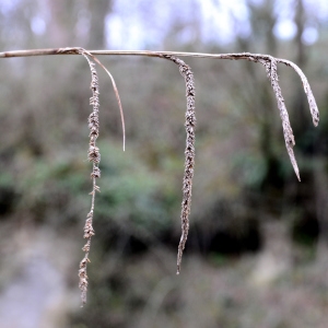 Photographie n°2273095 du taxon Carex pendula Huds. [1762]