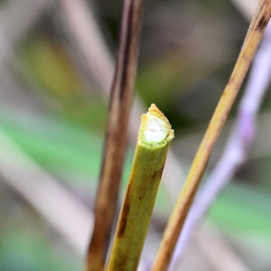 Photographie n°2273096 du taxon Carex pendula Huds. [1762]