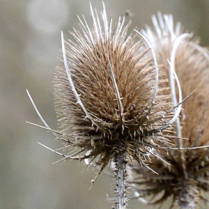 Photographie n°2273102 du taxon Dipsacus fullonum L. [1753]