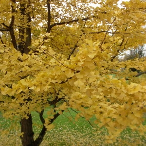 Photographie n°2273242 du taxon Ginkgo biloba L. [1771]