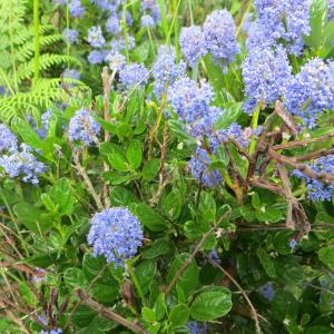 Photographie n°2273262 du taxon Ceanothus thyrsiflorus Eschsch. [1826]