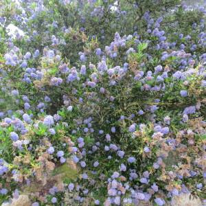 Photographie n°2273263 du taxon Ceanothus thyrsiflorus Eschsch. [1826]