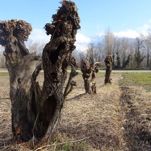 Photographie n°2273288 du taxon Salix alba L. [1753]