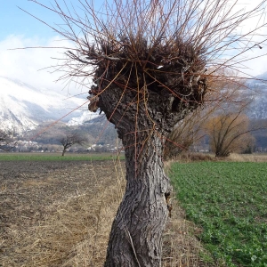 Photographie n°2273289 du taxon Salix alba L. [1753]