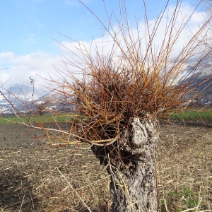 Photographie n°2273291 du taxon Salix alba L. [1753]