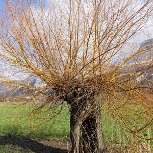 Photographie n°2273296 du taxon Salix alba var. vitellina (L.) Stokes [1812]