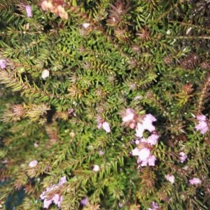 Photographie n°2273305 du taxon Erica carnea L. [1753]
