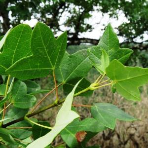 Photographie n°2273338 du taxon Acer monspessulanum L.