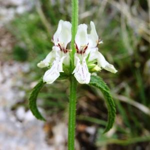 Photographie n°2273351 du taxon Stachys recta L.