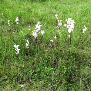 Photographie n°2273375 du taxon Filipendula vulgaris Moench [1794]