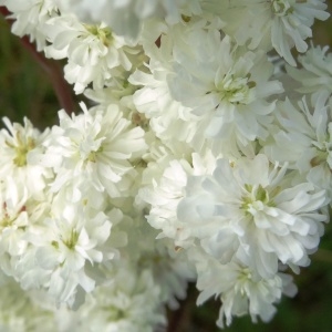 Photographie n°2273377 du taxon Filipendula vulgaris Moench [1794]