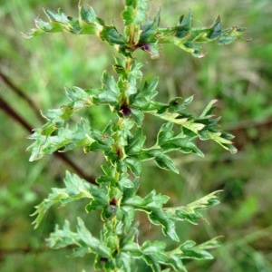 Photographie n°2273379 du taxon Filipendula vulgaris Moench [1794]