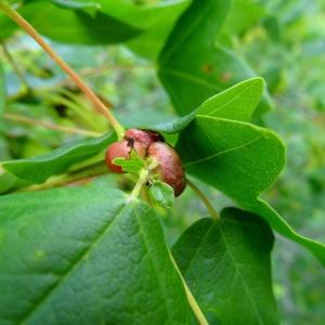 Photographie n°2273390 du taxon Acer monspessulanum L.