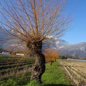 Photographie n°2273452 du taxon Salix alba var. vitellina (L.) Stokes [1812]