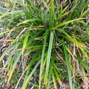 Photographie n°2273456 du taxon Carex pendula Huds. [1762]