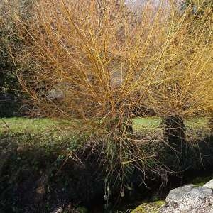 Photographie n°2273460 du taxon Salix alba var. vitellina (L.) Stokes [1812]