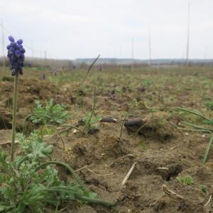 Photographie n°2273462 du taxon Muscari motelayi Foucaud [1891]