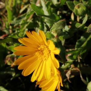 Photographie n°2273463 du taxon Calendula arvensis L. [1763]