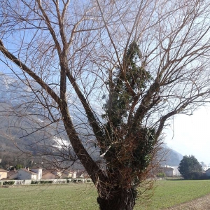 Photographie n°2273465 du taxon Salix alba var. vitellina (L.) Stokes [1812]