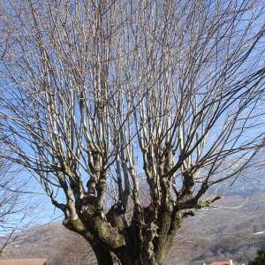 Photographie n°2273466 du taxon Tilia cordata Mill. [1768]