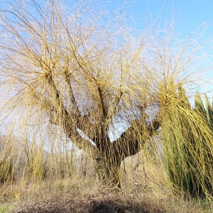 Photographie n°2273468 du taxon Salix alba var. vitellina (L.) Stokes [1812]