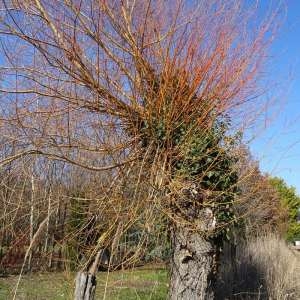 Photographie n°2273469 du taxon Salix alba var. vitellina (L.) Stokes [1812]