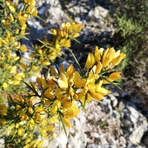 Photographie n°2273470 du taxon Ulex parviflorus Pourr. [1788]