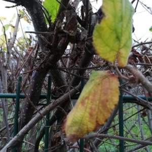 Photographie n°2273483 du taxon Corylus avellana L. [1753]