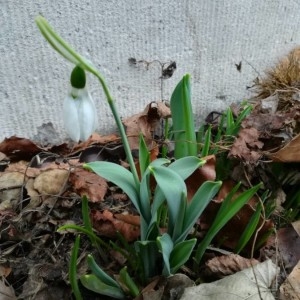 Photographie n°2273486 du taxon Galanthus nivalis L. [1753]