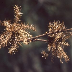 Photographie n°2273588 du taxon Mimosa pudica L.