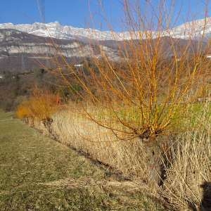 Photographie n°2273737 du taxon Salix alba L. [1753]