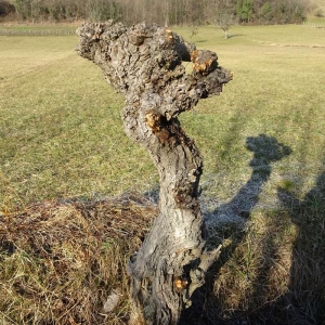 Photographie n°2273740 du taxon Salix alba L. [1753]