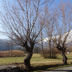 Photographie n°2273753 du taxon Salix alba L. [1753]