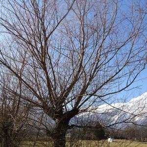 Photographie n°2273754 du taxon Salix alba L. [1753]