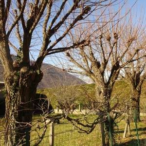 Photographie n°2273769 du taxon Salix alba L. [1753]