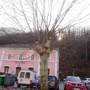 Photographie n°2273773 du taxon Platanus orientalis L. [1753]