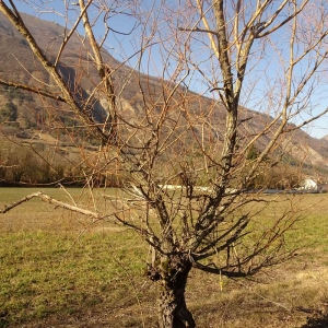 Photographie n°2273774 du taxon Salix alba L. [1753]