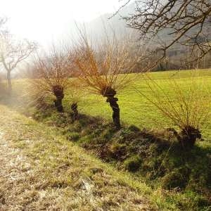 Photographie n°2273775 du taxon Salix alba var. vitellina (L.) Stokes [1812]