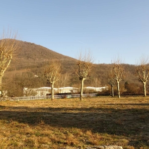 Photographie n°2273782 du taxon Platanus orientalis L. [1753]