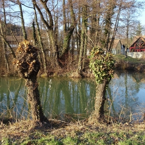 Photographie n°2273785 du taxon Salix alba L. [1753]