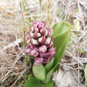 Photographie n°2273789 du taxon Himantoglossum robertianum (Loisel.) P.Delforge [1999]