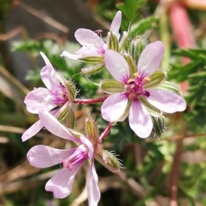 Photographie n°2273790 du taxon Erodium cicutarium (L.) L'Hér. [1789]