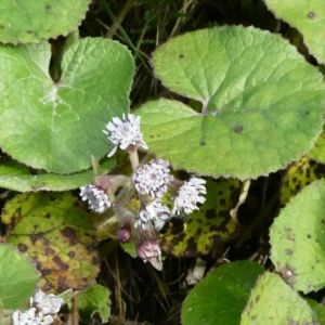 Photographie n°2273870 du taxon Petasites pyrenaicus (L.) G.López [1986]