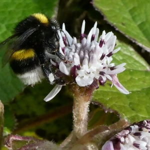 Photographie n°2273871 du taxon Petasites pyrenaicus (L.) G.López [1986]