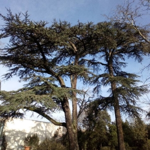 Photographie n°2273905 du taxon Cedrus atlantica (Manetti ex Endl.) Carrière [1855]