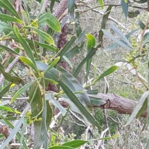 Photographie n°2273908 du taxon Acacia retinodes Schltdl. [1847]