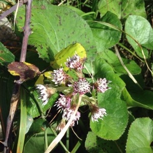 Photographie n°2273910 du taxon Petasites pyrenaicus (L.) G.López [1986]