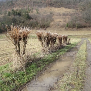 Photographie n°2273964 du taxon Salix alba L. [1753]