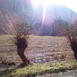 Photographie n°2273972 du taxon Salix alba var. vitellina (L.) Stokes [1812]