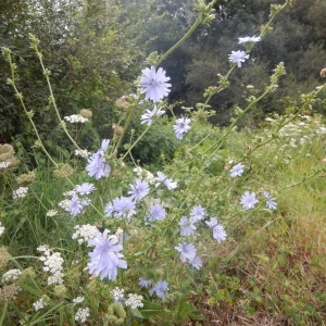 Photographie n°2274011 du taxon Cichorium intybus L. [1753]